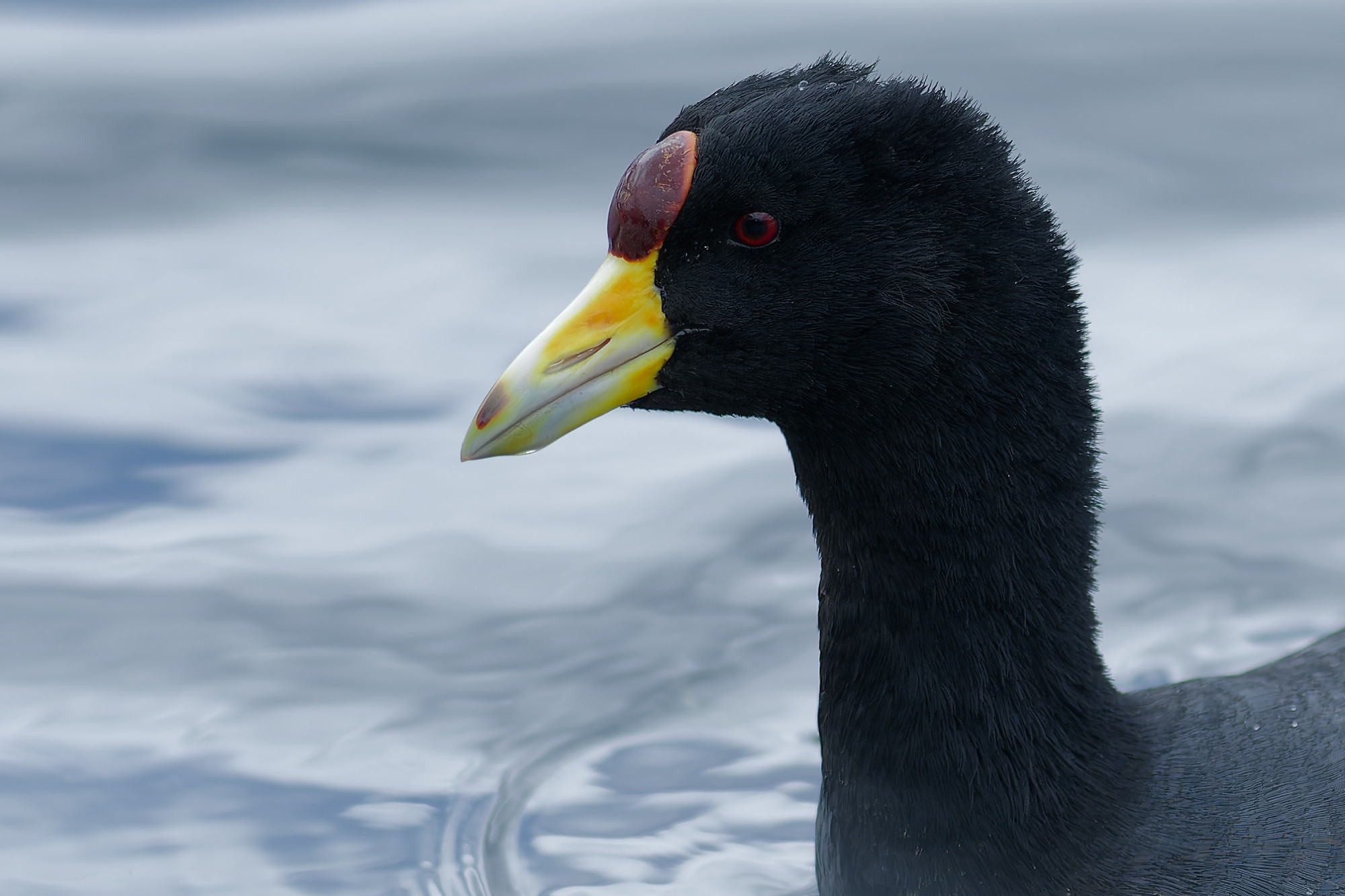 Andean coot (Fulica ardesiaca)
